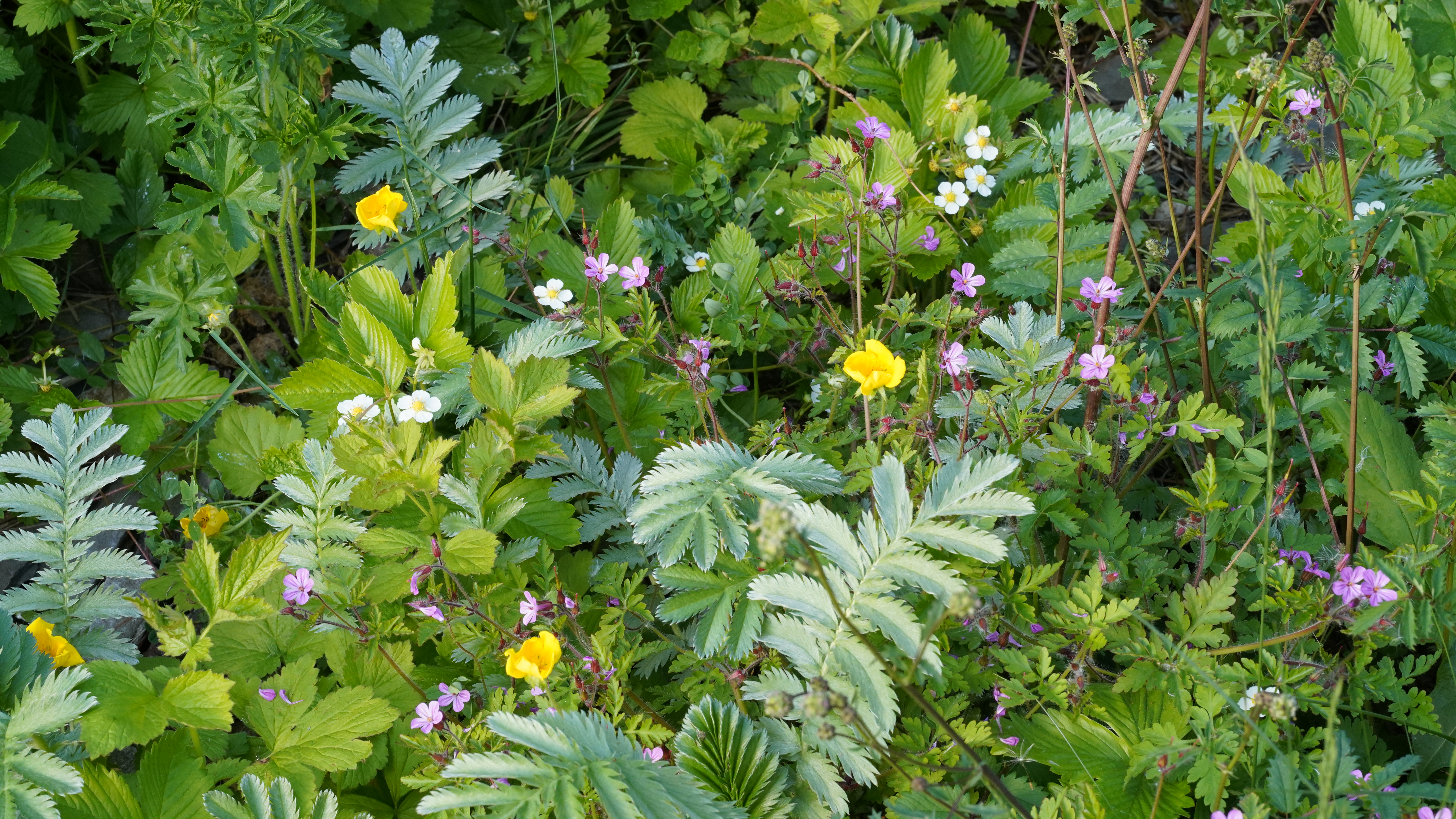 Kräuterwiese im Gleispark
